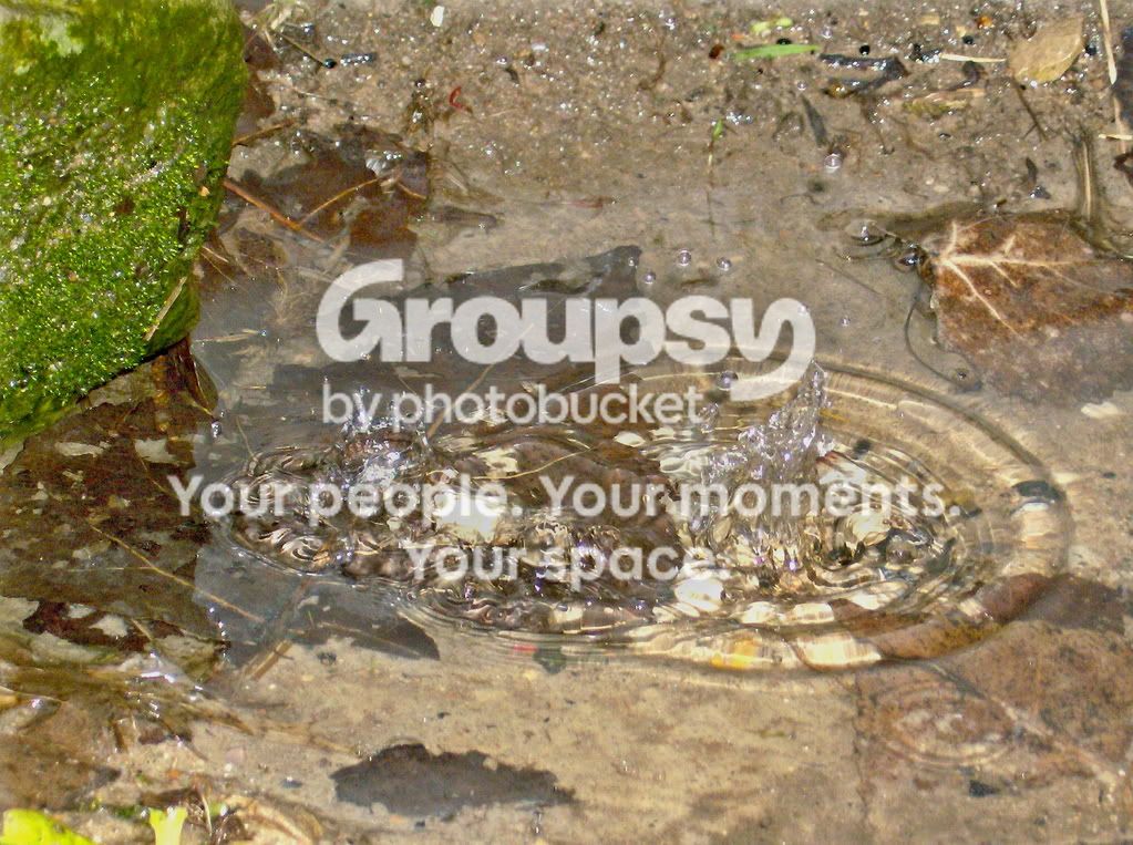 puddledrip.jpg