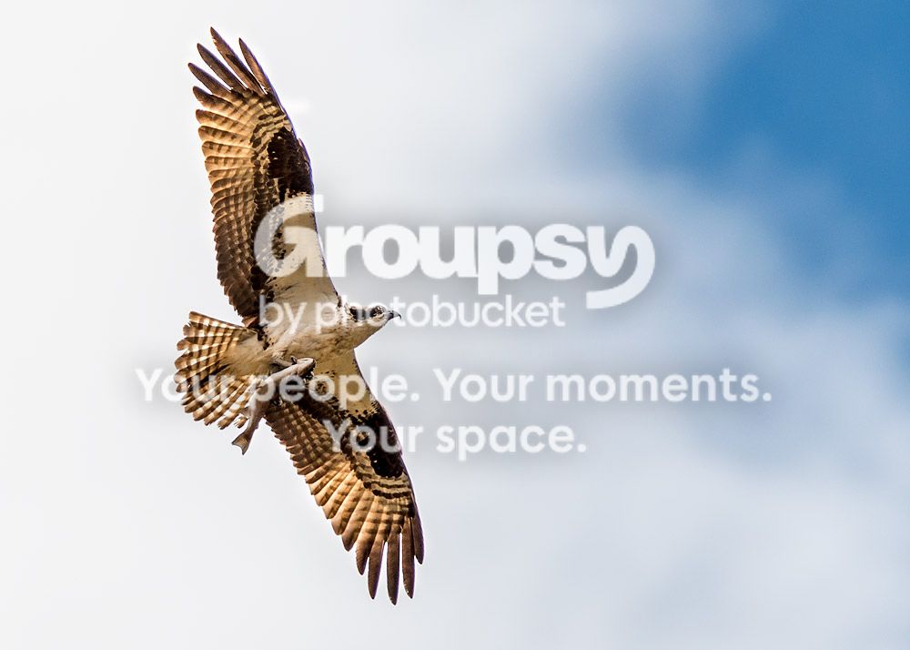 Osprey1_zps91ce3d60.jpg