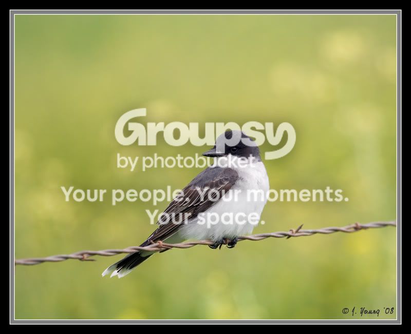 eastern-kingbird.jpg