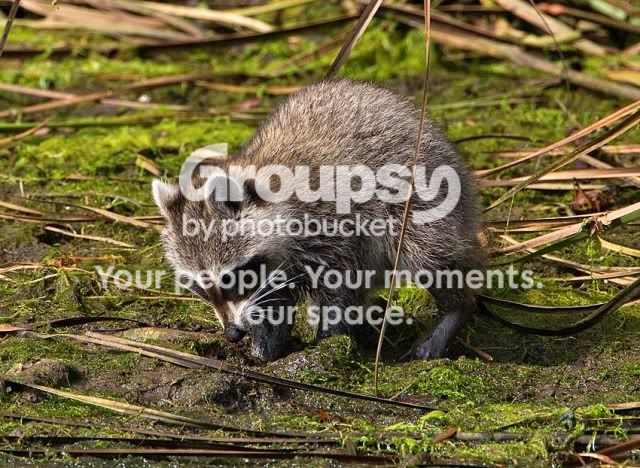 Baby-Racoon_boat-outing-2.jpg