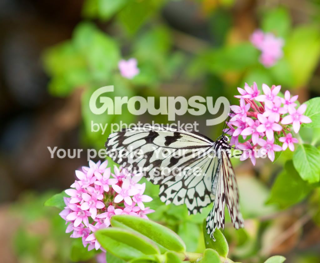 10002825_Butterfly_black-white.jpg