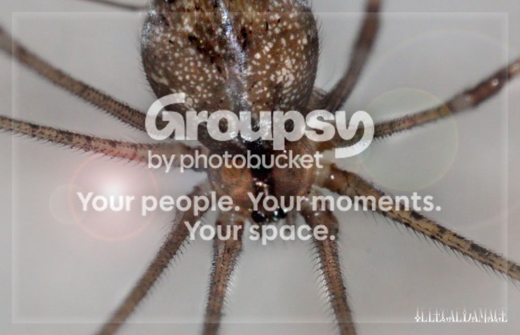 HugeSpider.jpg