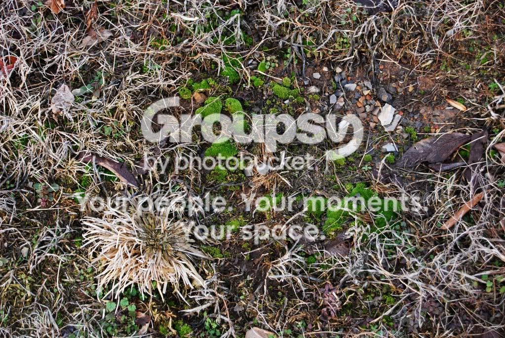 WinterMoss.jpg