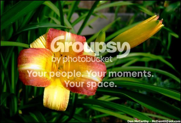 redyellowflower.jpg