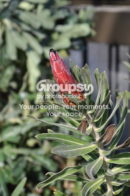 RedPointyFlowerresized.jpg
