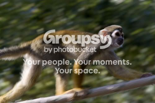 monkey1.jpg