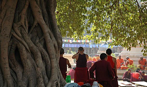 Bodhi_tree2.jpg
