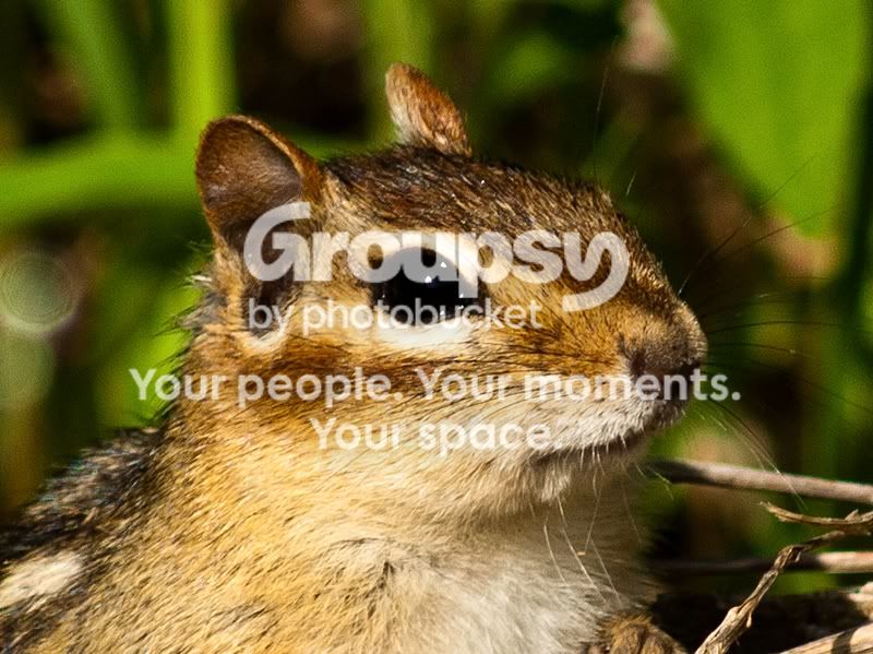 crop-1060289sm.jpg