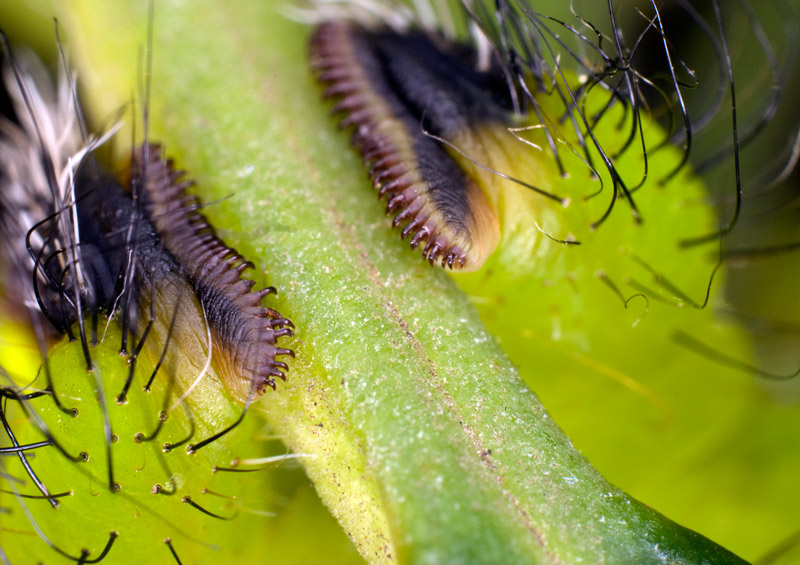 moon_moth_800_11.jpg