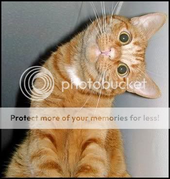 350px-Stupid_cat_3.jpg