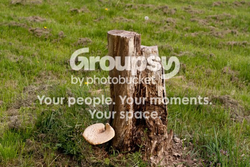 GiantMushroomTallView.jpg