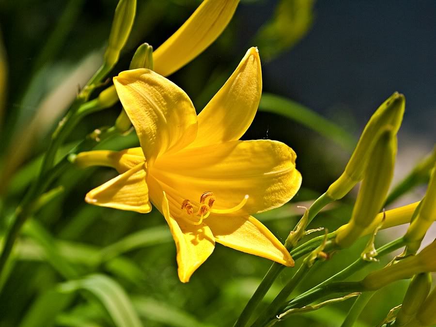 P1020694sm.jpg