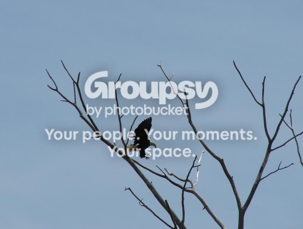Copyofeaglenest049.jpg