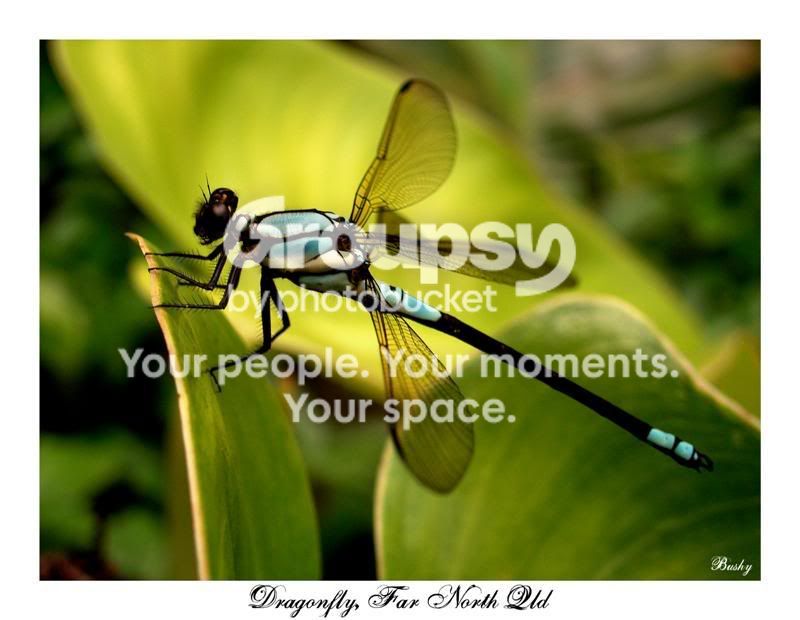 dragonflycopyMedium.jpg