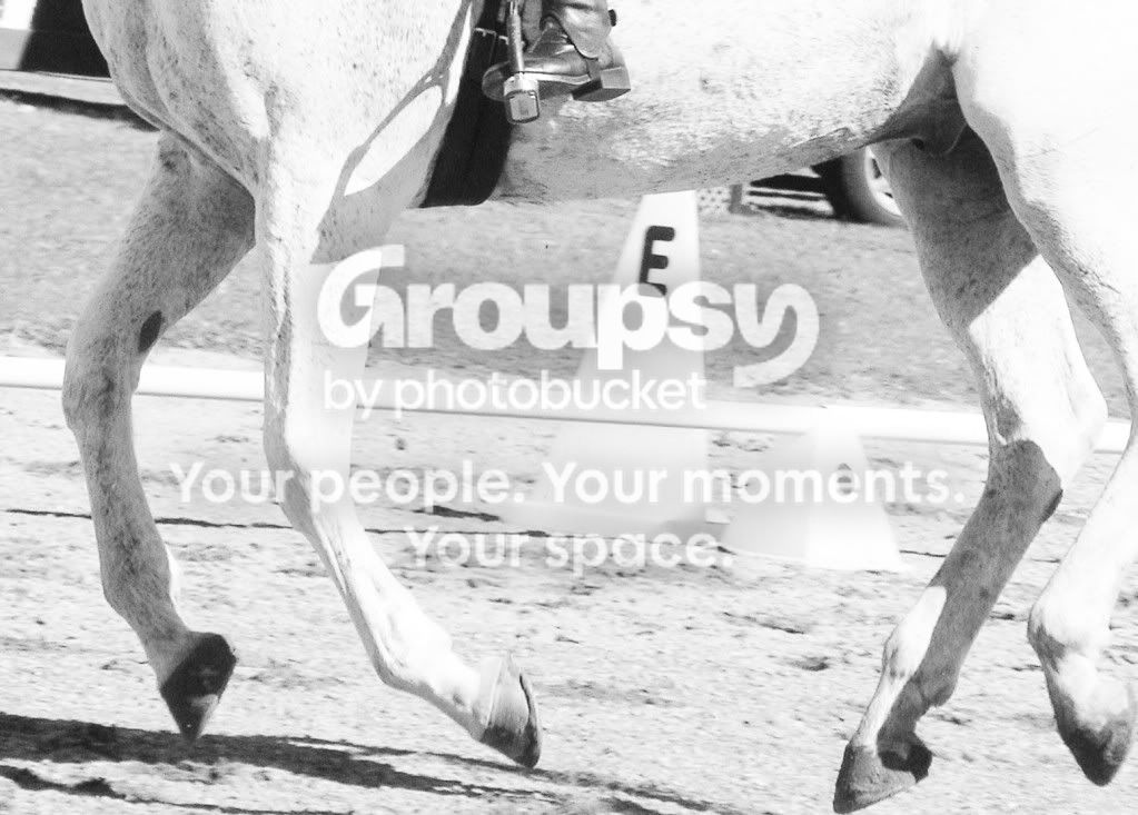 Dressage039.jpg