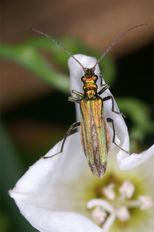 beetle.jpg