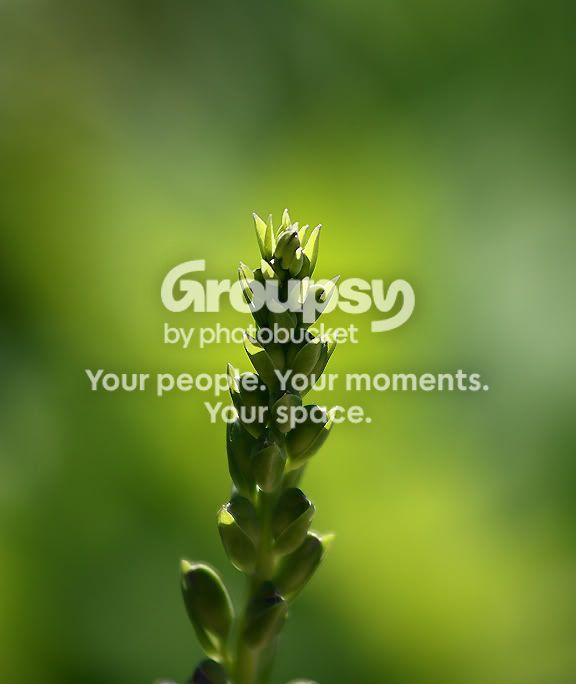 Plant4.jpg