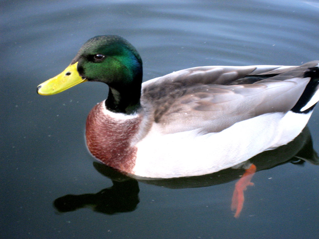 3090820970_1eb98f7dbe_b.jpg