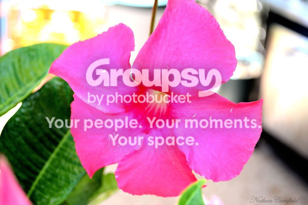 Momsflower.jpg