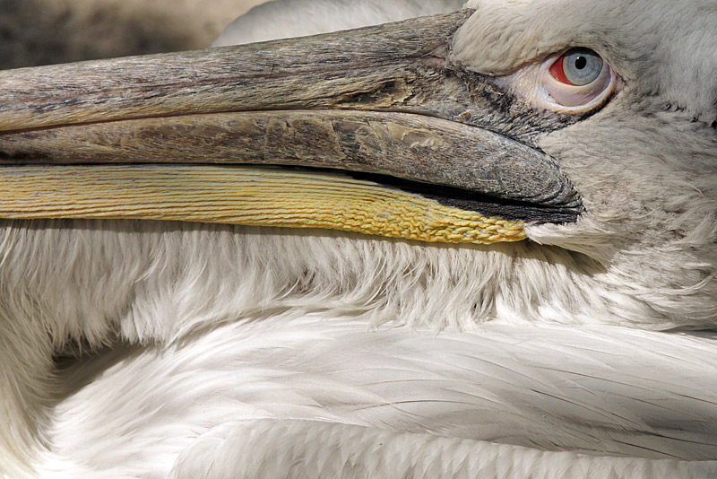 pelican_05.jpg