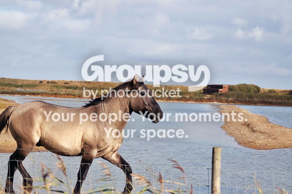 Horse.jpg