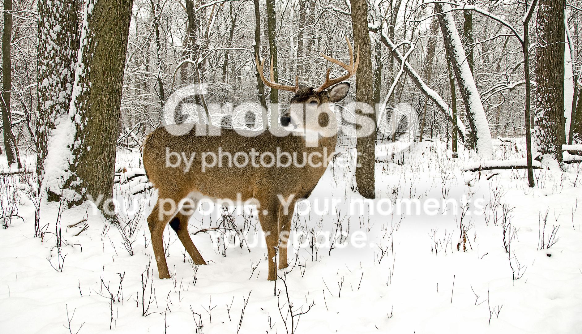 DeerHighPass.jpg