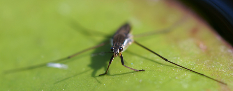 pond_skater_01.jpg