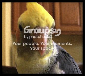 Sunnybird3.jpg