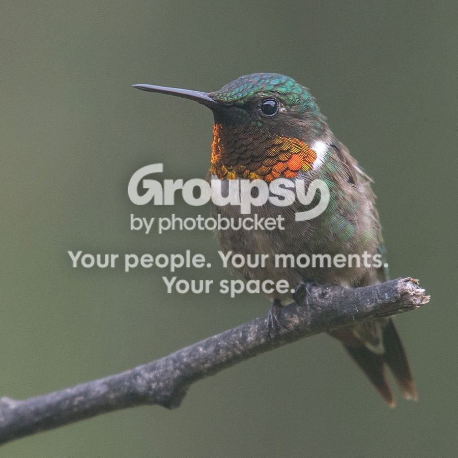 Hummer%20Two%203%20Aug%202016_zpslarlbrqo.jpg