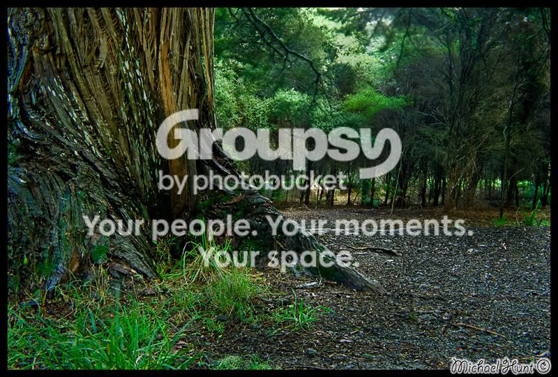Totara-Forest-Tree-Stump-Final.jpg