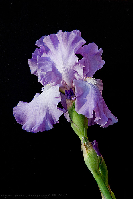 iris070428_01.jpg