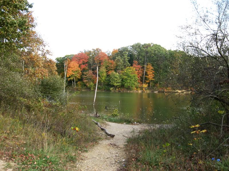 watertrees1-1.jpg