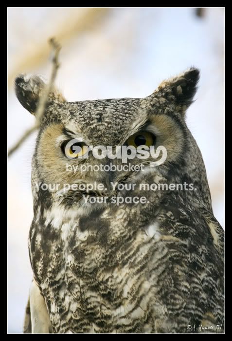 great-horned-owl-5.jpg