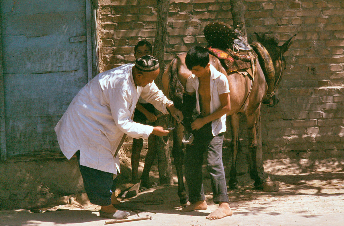 uzbekdonkey1200.jpg