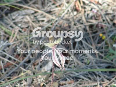 SpiderOrchid.jpg