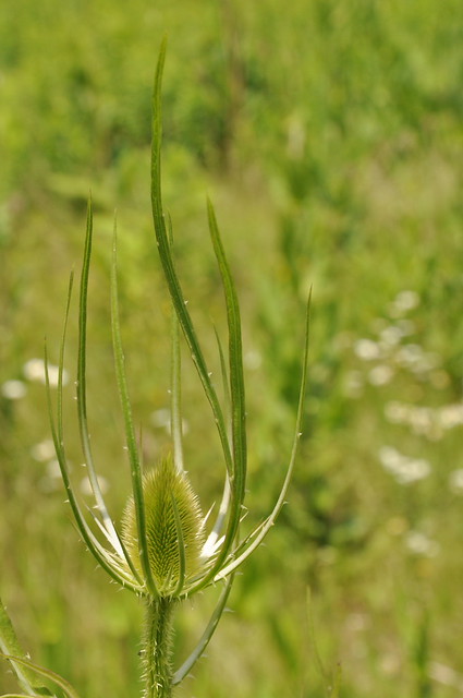 4752493877_0e46028d43_z.jpg
