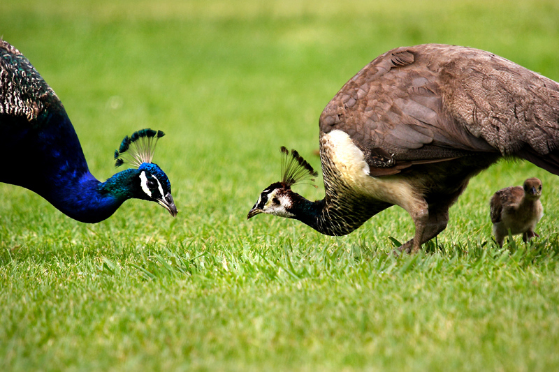 IMG_8633-X3.jpg
