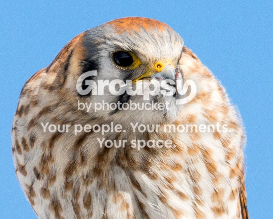 kestrel2_zps32669ea9.jpg~original