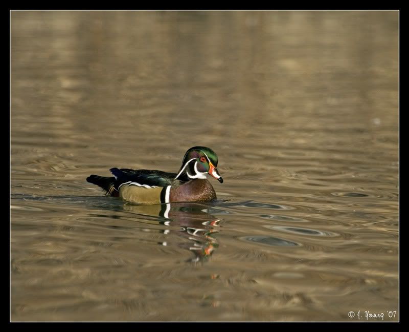 Wood-Duck-Drake-4.jpg