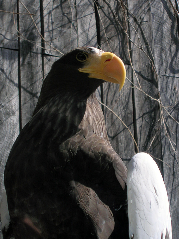 413838937_98a94e8007_o.jpg