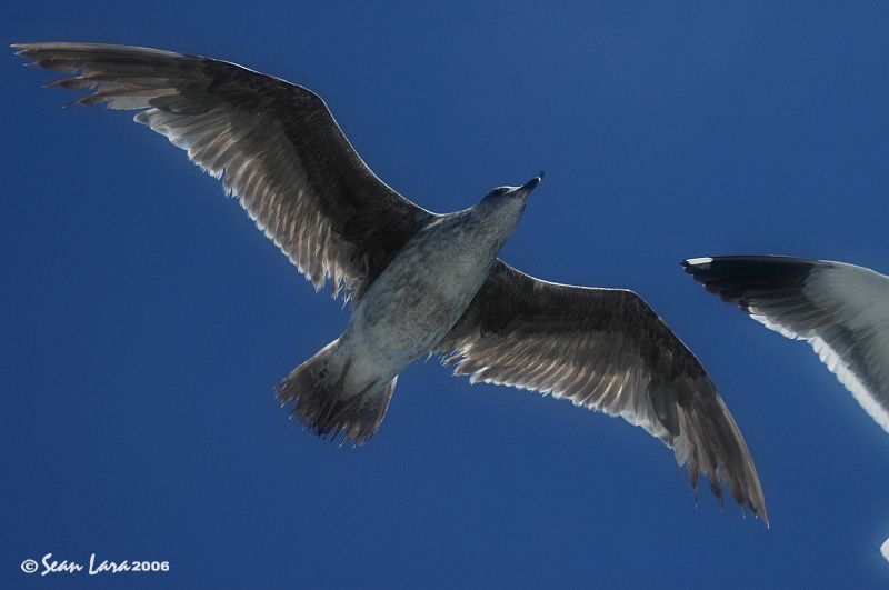 Bird8.jpg