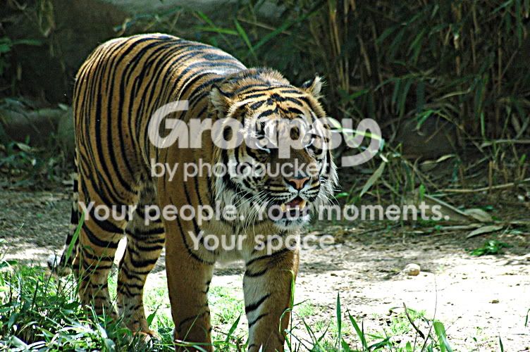 tigerresize.jpg