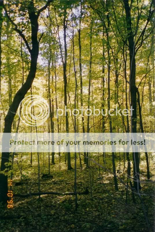 trees-1.jpg