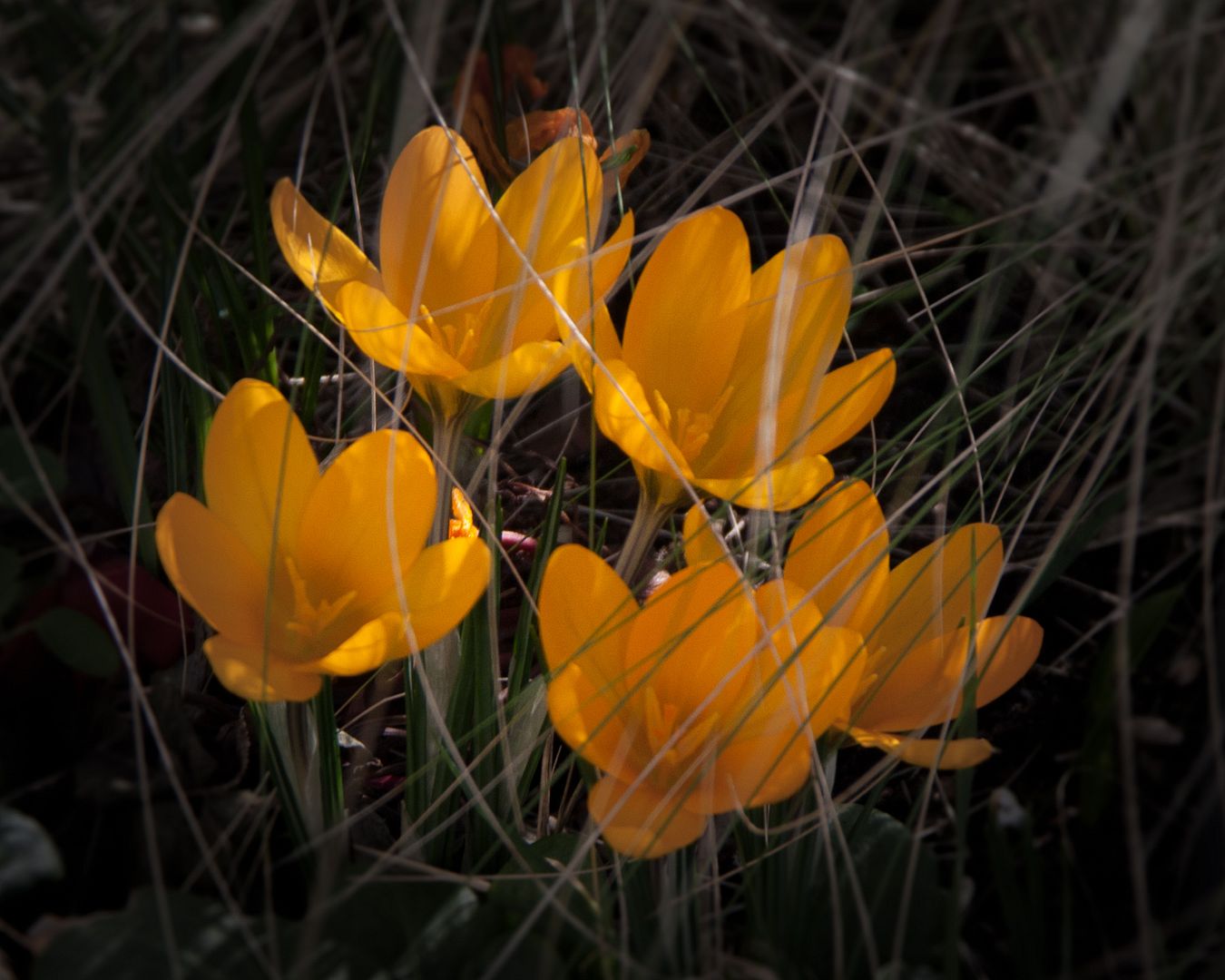 crocus-2_zps51f037aa.jpg