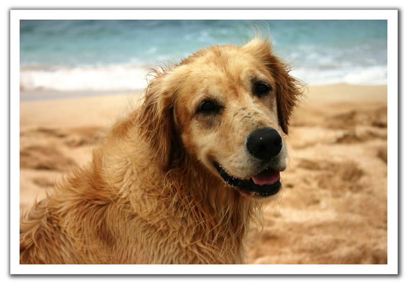 sandy.jpg