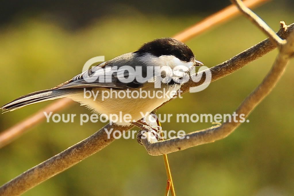 Birds002.jpg