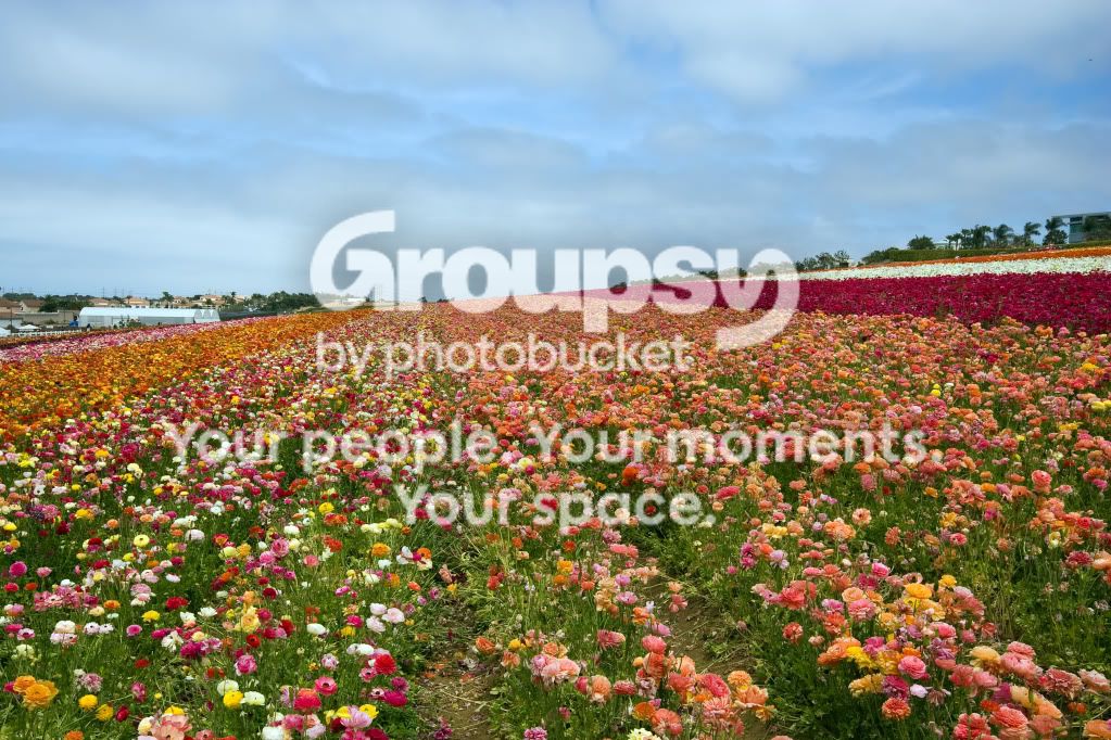 TheFlowerFields14.jpg