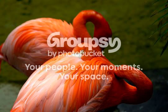 flamingos3flpf.jpg
