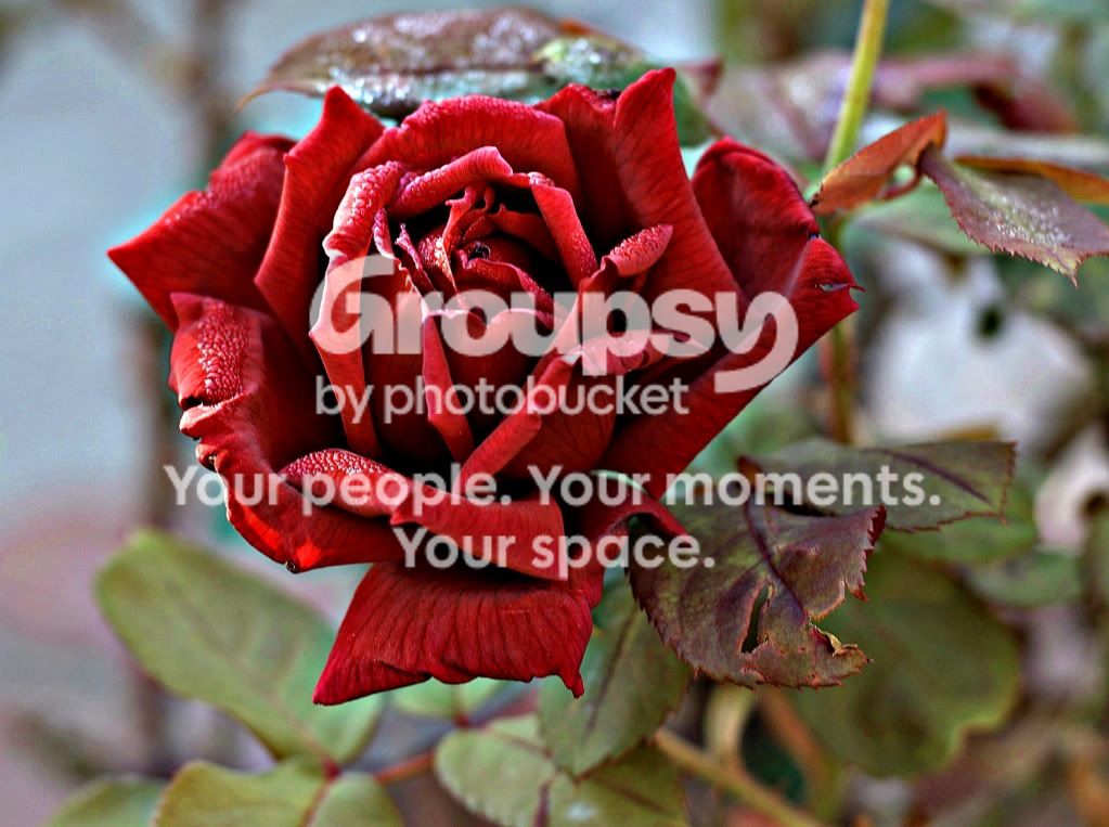 Rose.jpg
