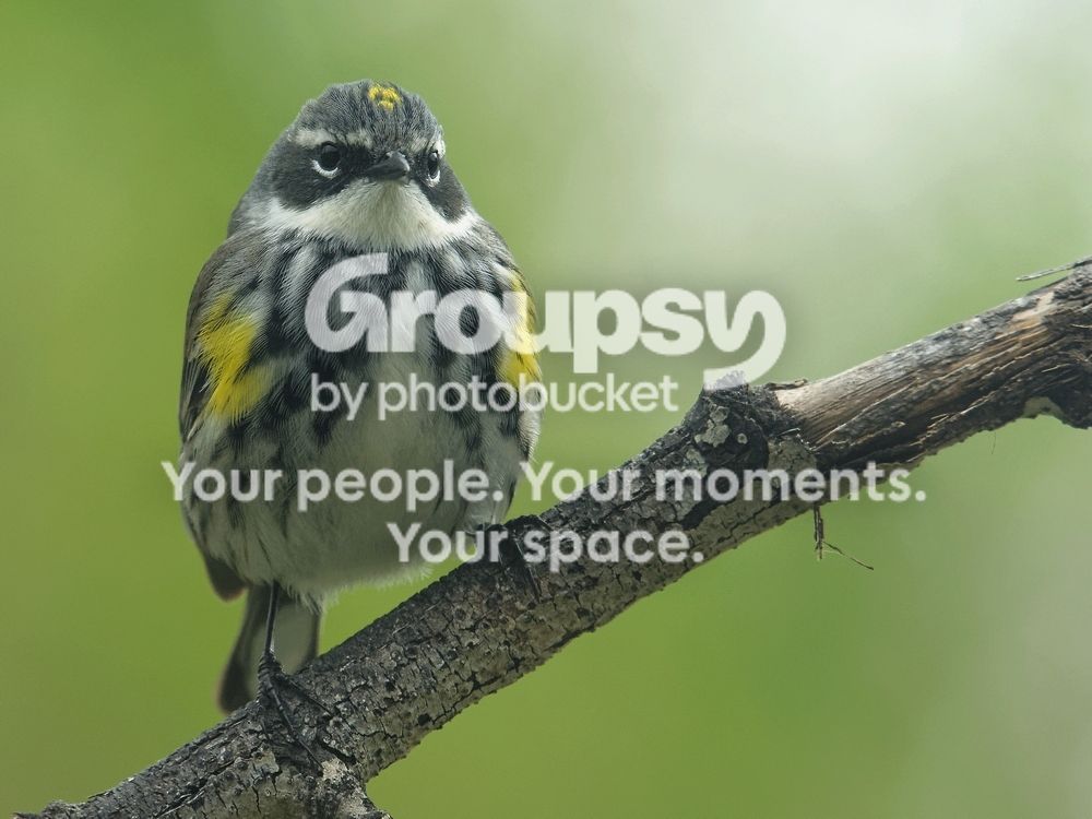 Yellow%20rumped%20warbler%20dxo_zps3sofcshm.jpg